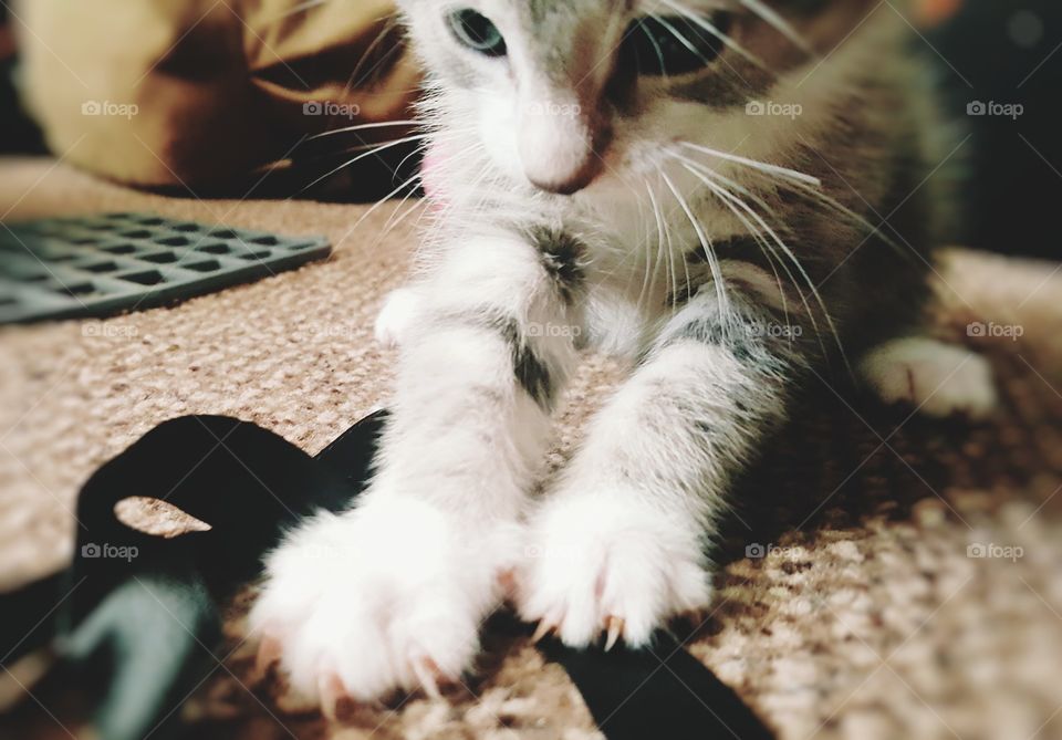 kittens are the most curious creatures.