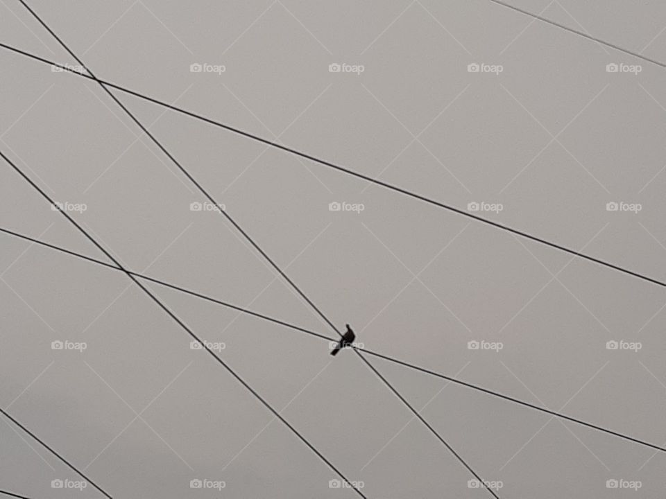 a bird at the cross of the wires