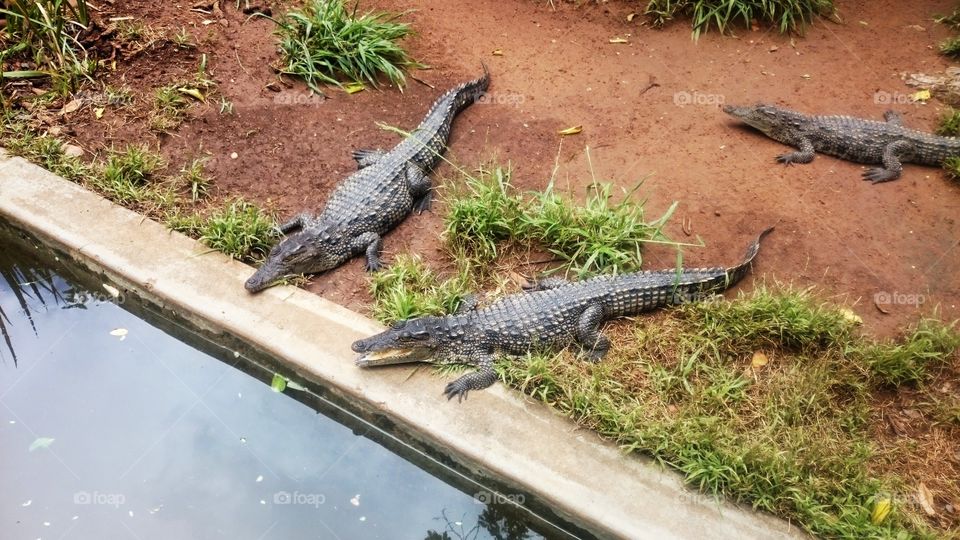 Young Crocodiles going to the water