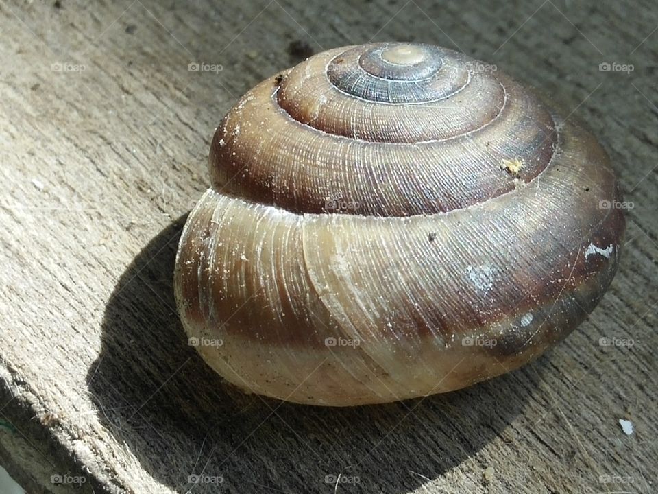 Close-up of snail shell