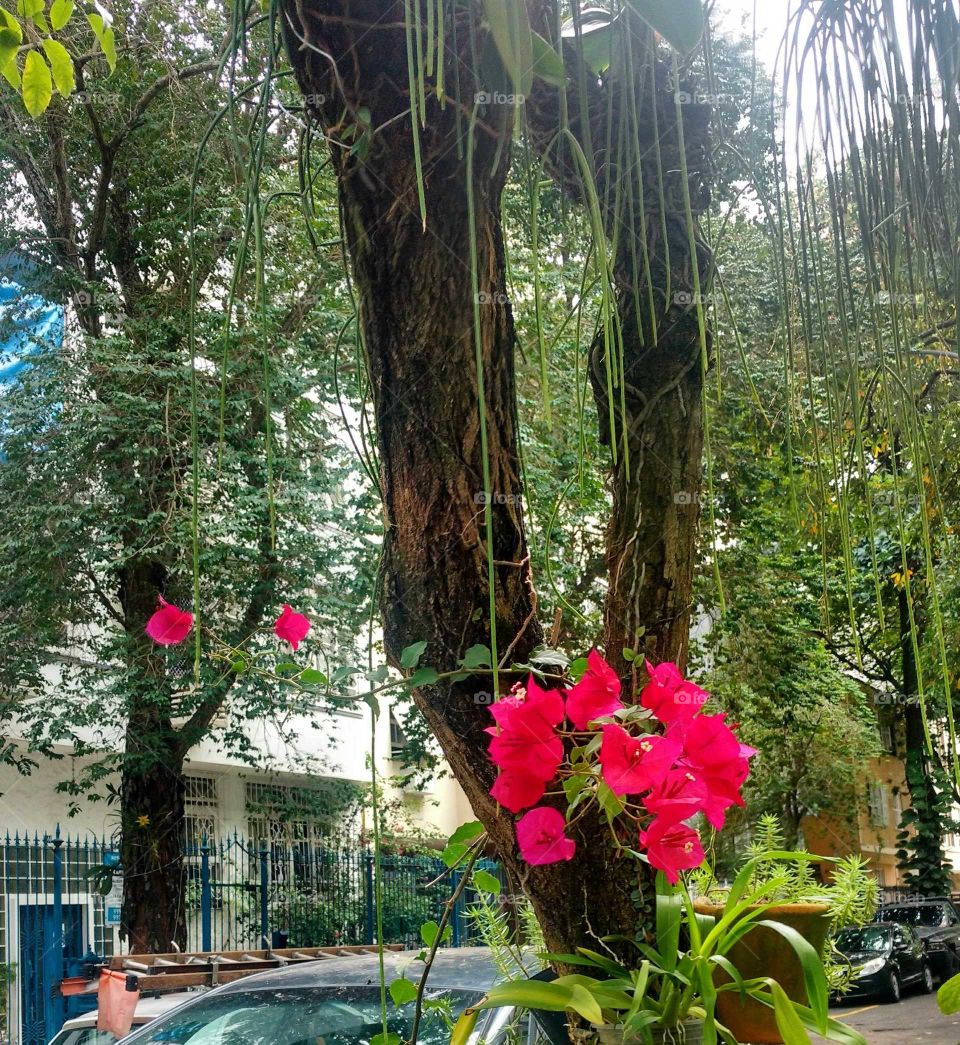 Bougainvilles and trees
