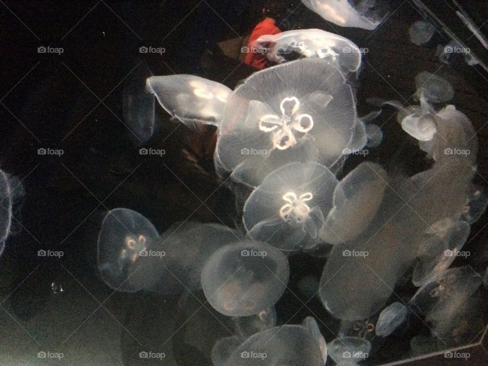 Jelly Fish at National Aquarium in Baltimore