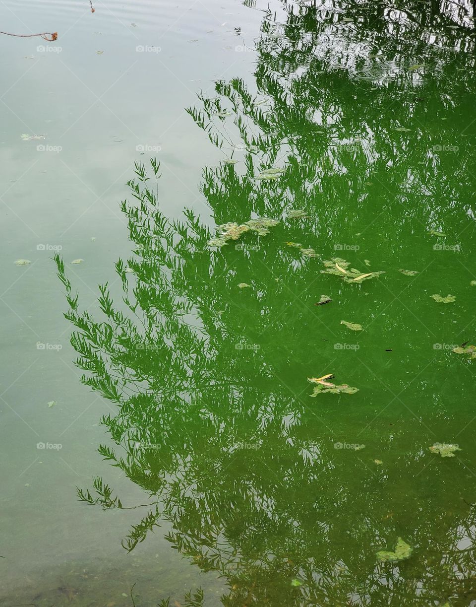 Tree Reflecting in Algae Water