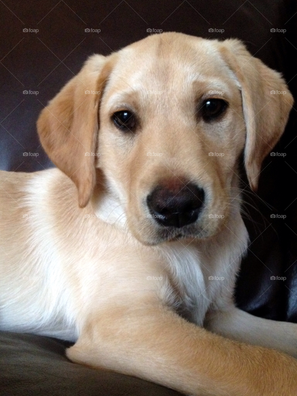 happy. lab puppy aged 15 weeks. belle. by bettysmum