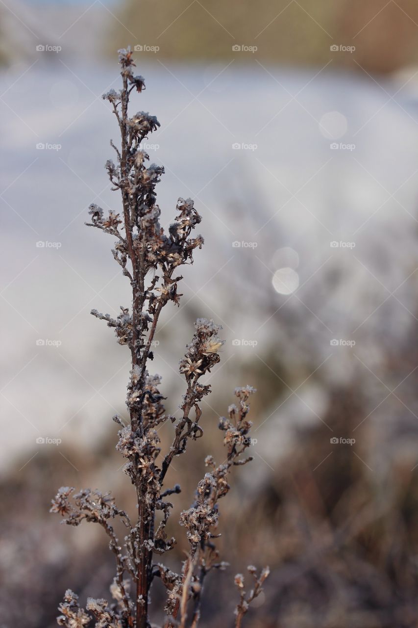 Close-up of dry plant