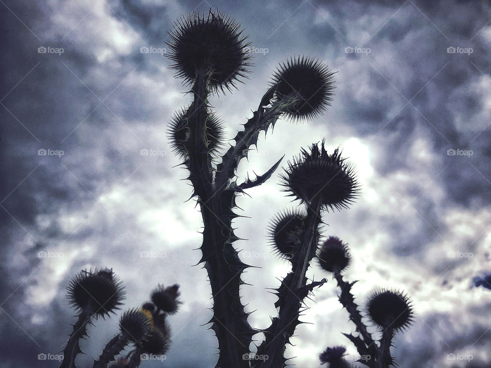 Scotch thistle against stormy sky 