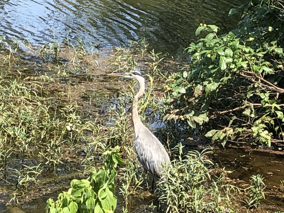 Close up with magical nature and birds 
