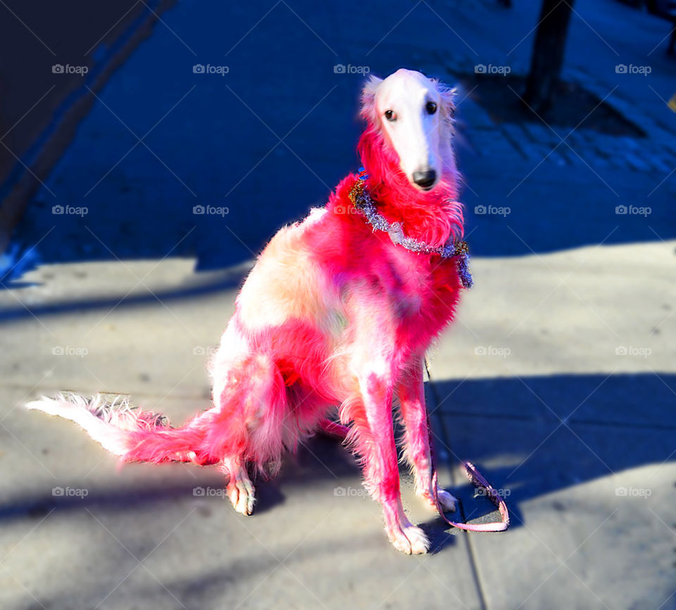 Trendy Soho dog. Pink Russian Wolfhound
