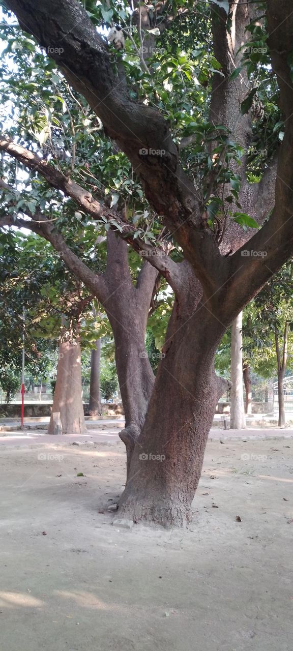 mango tree in garden