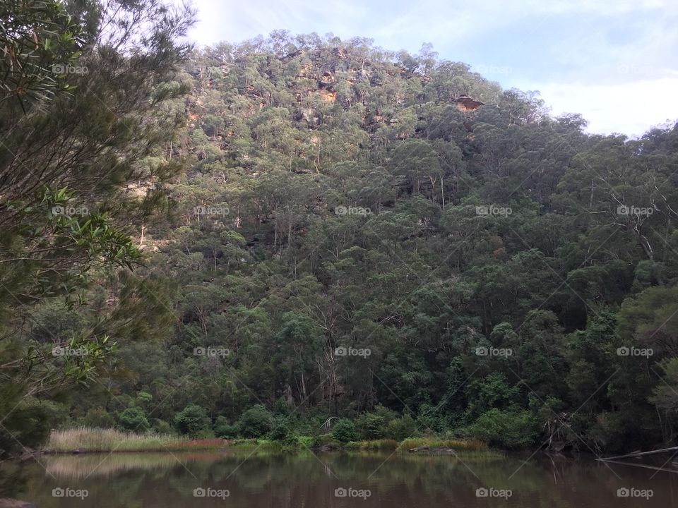 Mountain of trees and bush