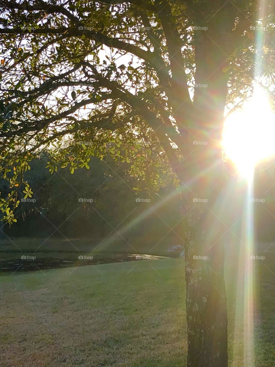 Got back home to the ranch in Texas last night just in time to catch the sun setting against the trees - it’s good to be home. 