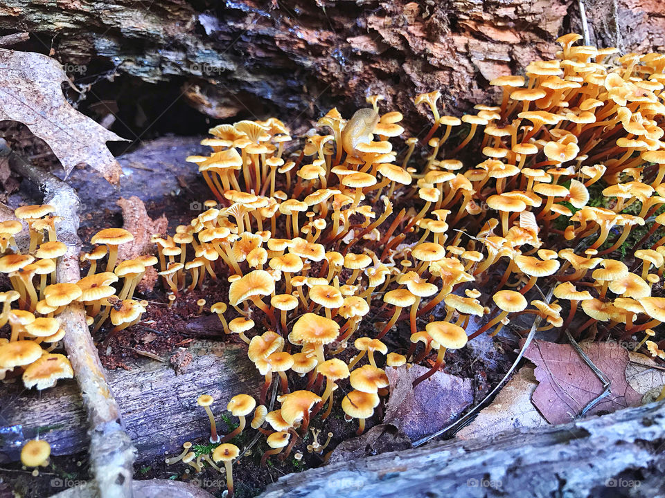 Tiny fungi on a rotted tree