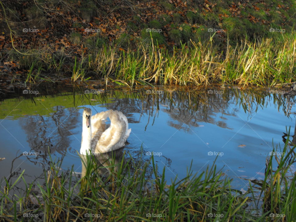 A swan on a canal in Wales, UK