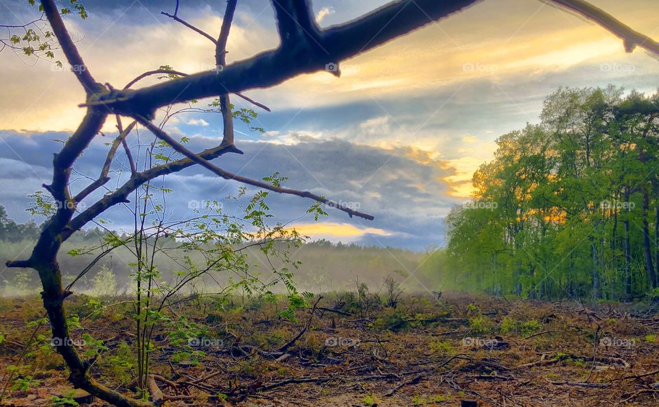 Bare branch leading into a desolate open space in the otherwise green woods under a colorful and dramatic sunset or sunrise 