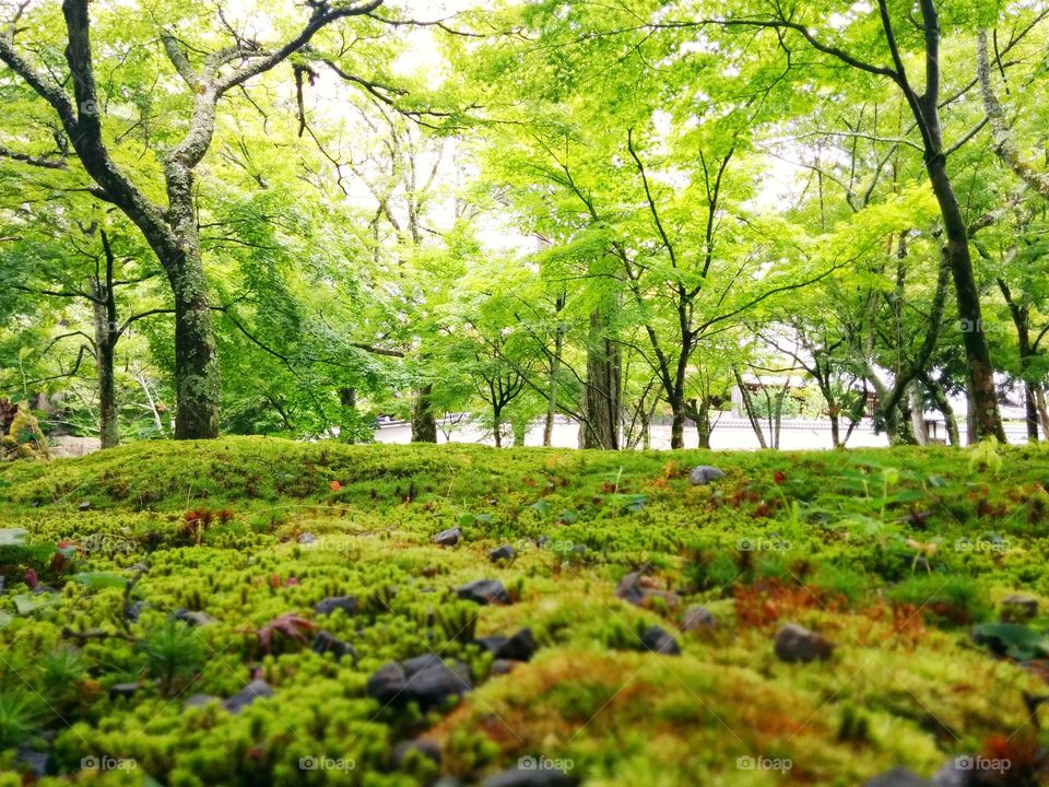 Japanese garden in Kyoto