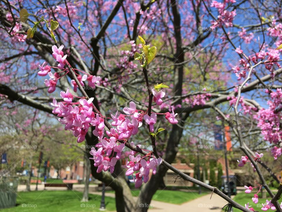 Spring arrives on campus