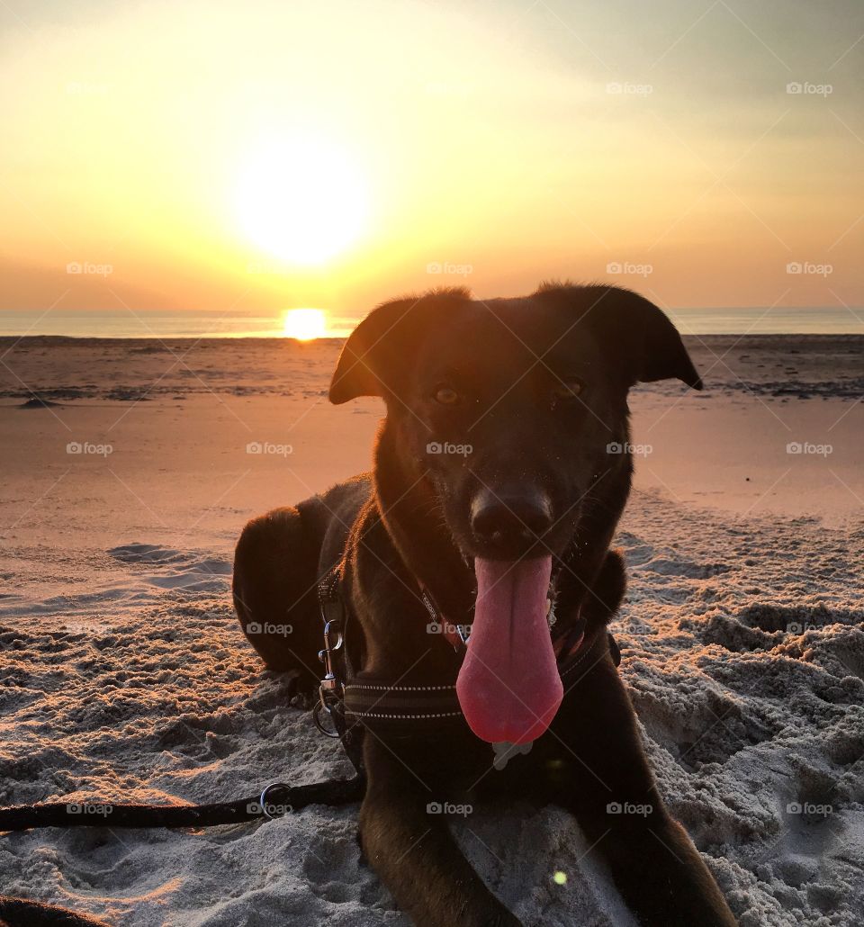 From a walk on the beach with my dog, watching the beautiful sunset 