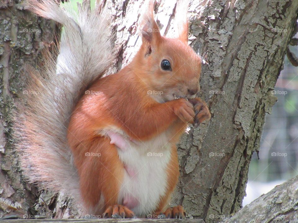 the squirrel eats to feed its cubs, you can see the papillae on its chest