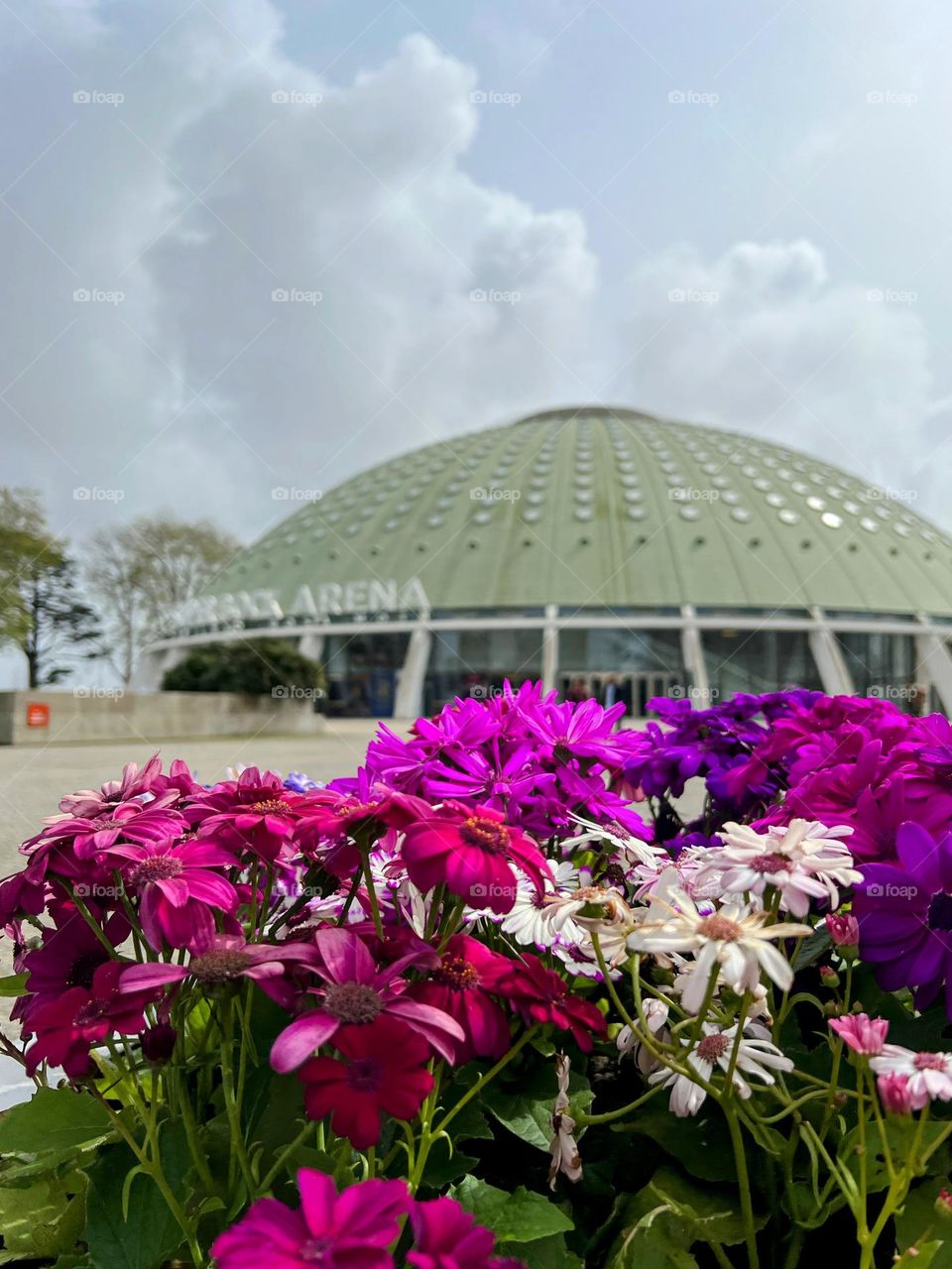 Flower and stadium 