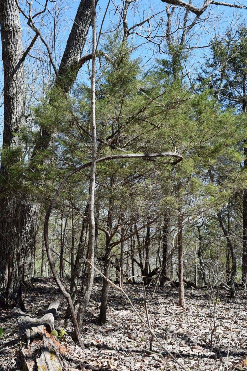Tree encircled by large vine