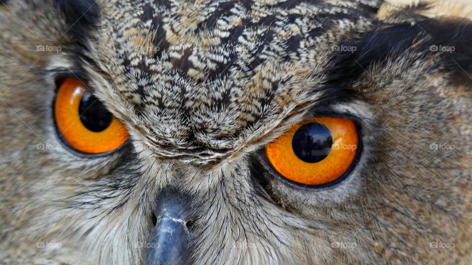 Best of 2021: Nature  - Owl eyes - Owls with orange eyes are crepuscular - they’re active during low light periods such as dusk and dawn. They prefer hunting for their meal in the soft light of the early morning