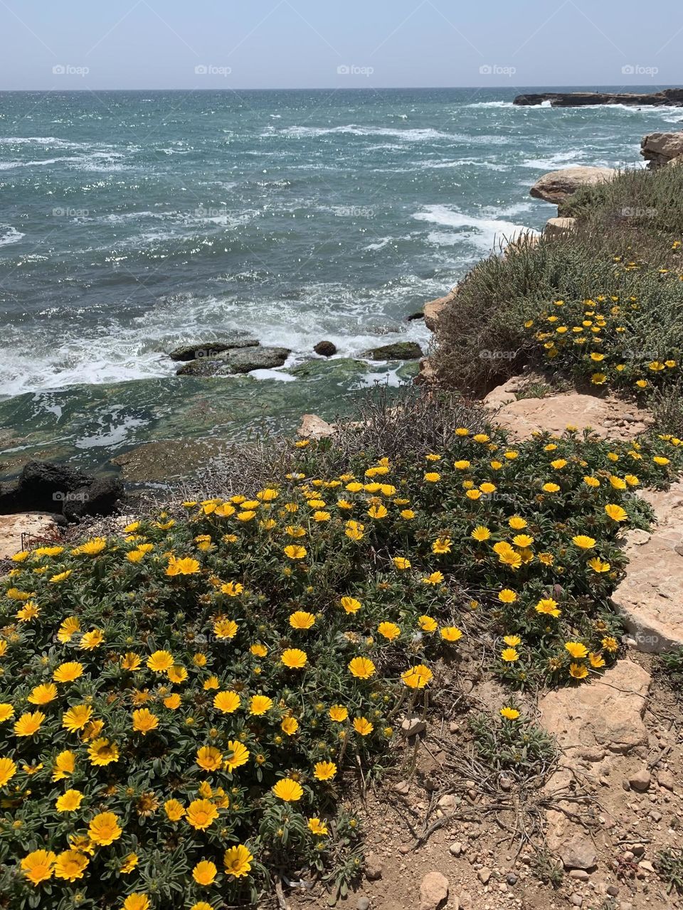 Pallenis maritima yellow daisies flowering across rocky beach with sea in the background in Torrevieja, Alicante, Spain 