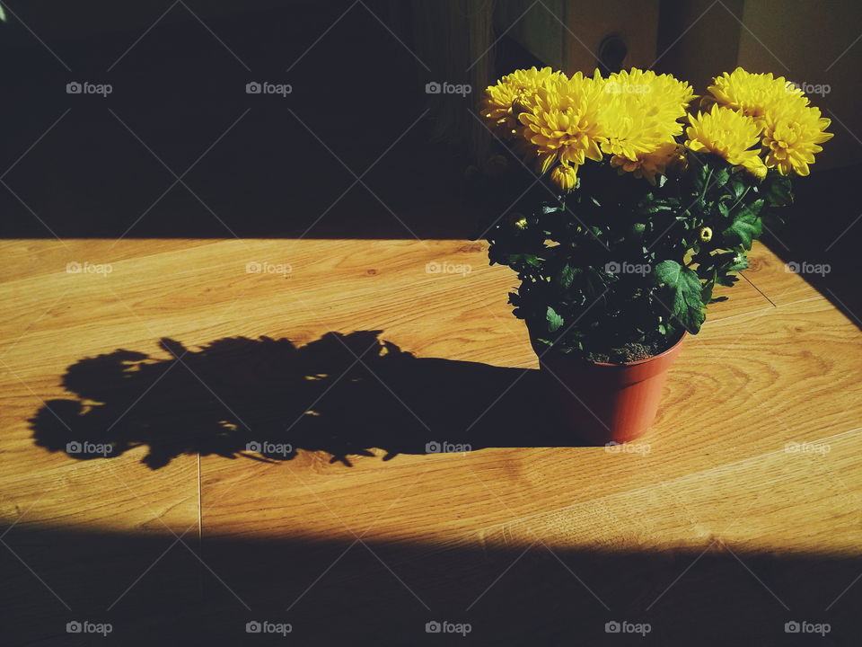 Golden-daisy flowers. Golden-daisy flowers on dark background