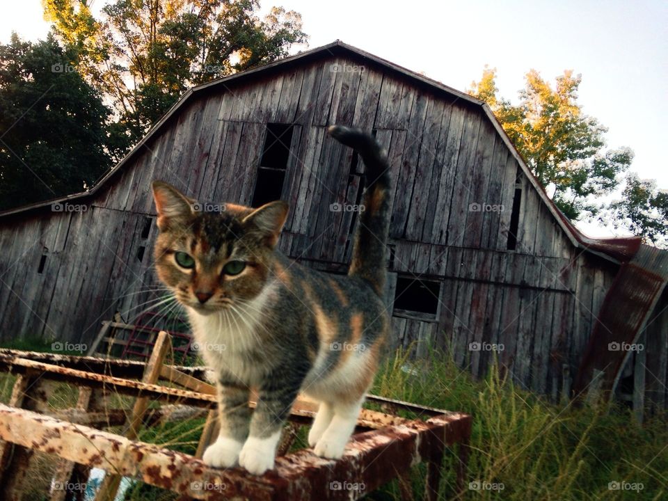 A calico farm cat guards the door to an old barn in the rural American south