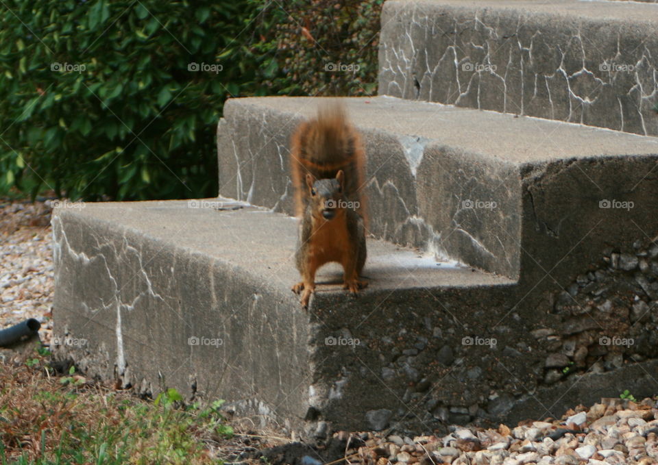 Stay Back. Squirrel giving me a warning to stay back by shaking his tail. 