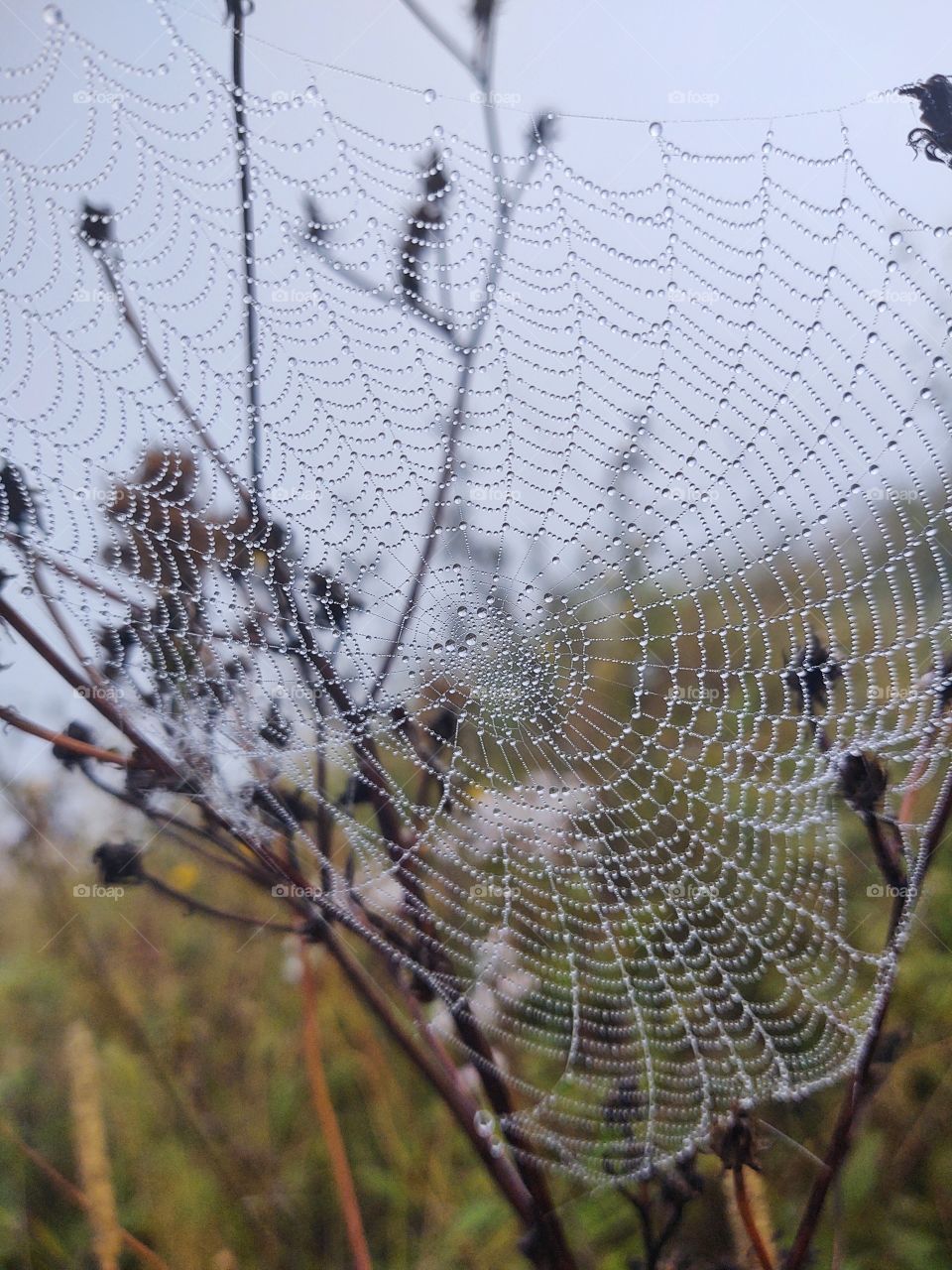 spider web covered with raindrops