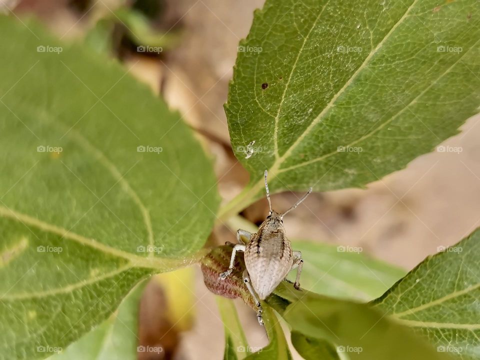 An insect in the leaf - zoom