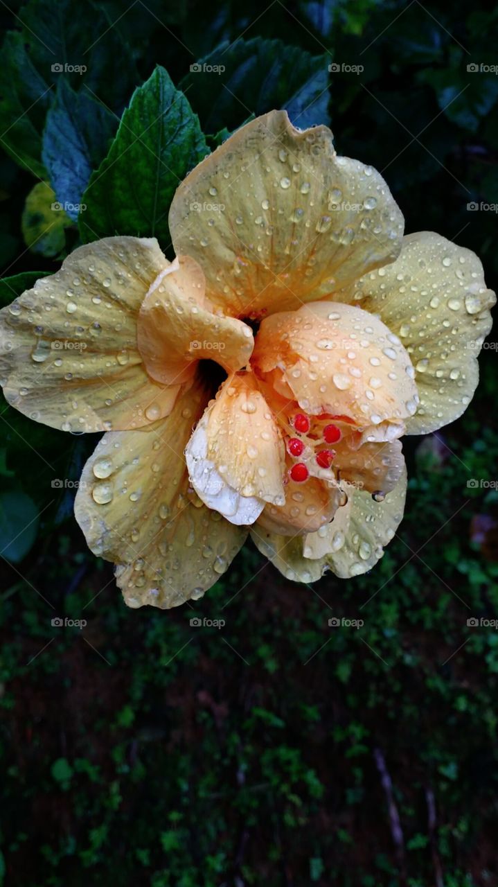 wet hibiscus flower