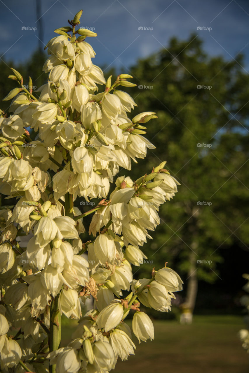 Flowers at sunrise 