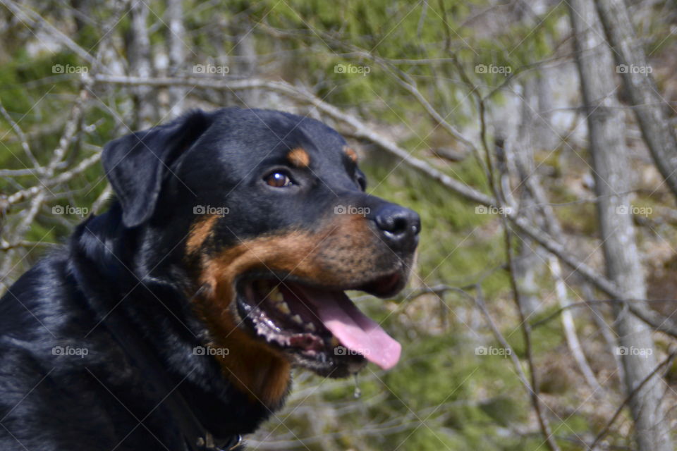 Close-up of dog