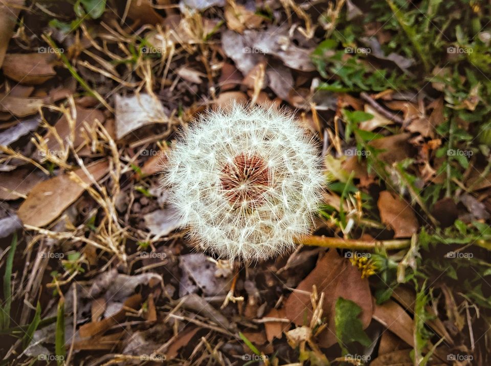 Dandelion in Dried Leaves