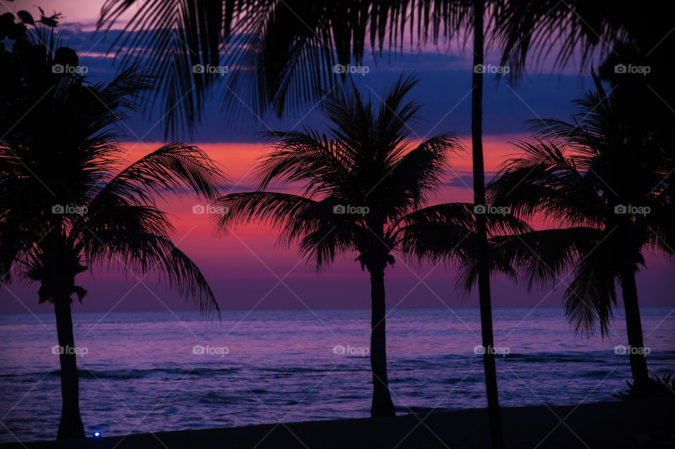 Silhouette of coconut trees at sunset.
