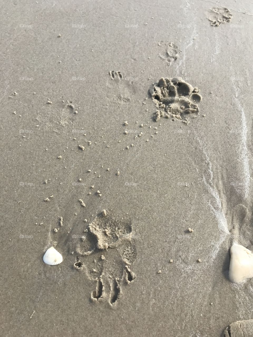 Our memories by the ocean will linger on, long after our paw prints in the sand are gone.