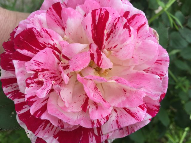 Candy Cane Rose 
