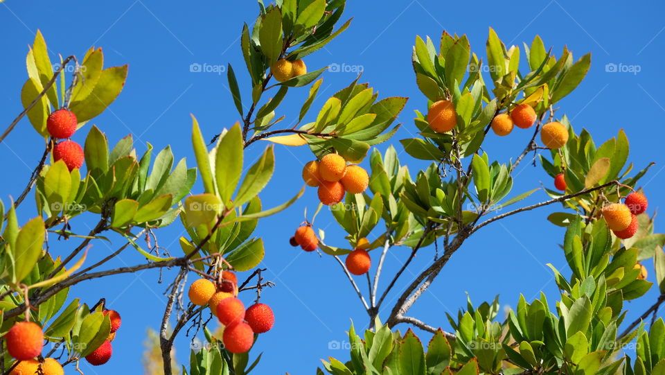 Shades of orange during fall