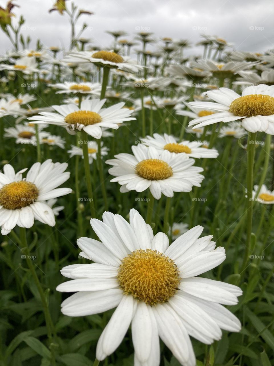 Field of Daisies 