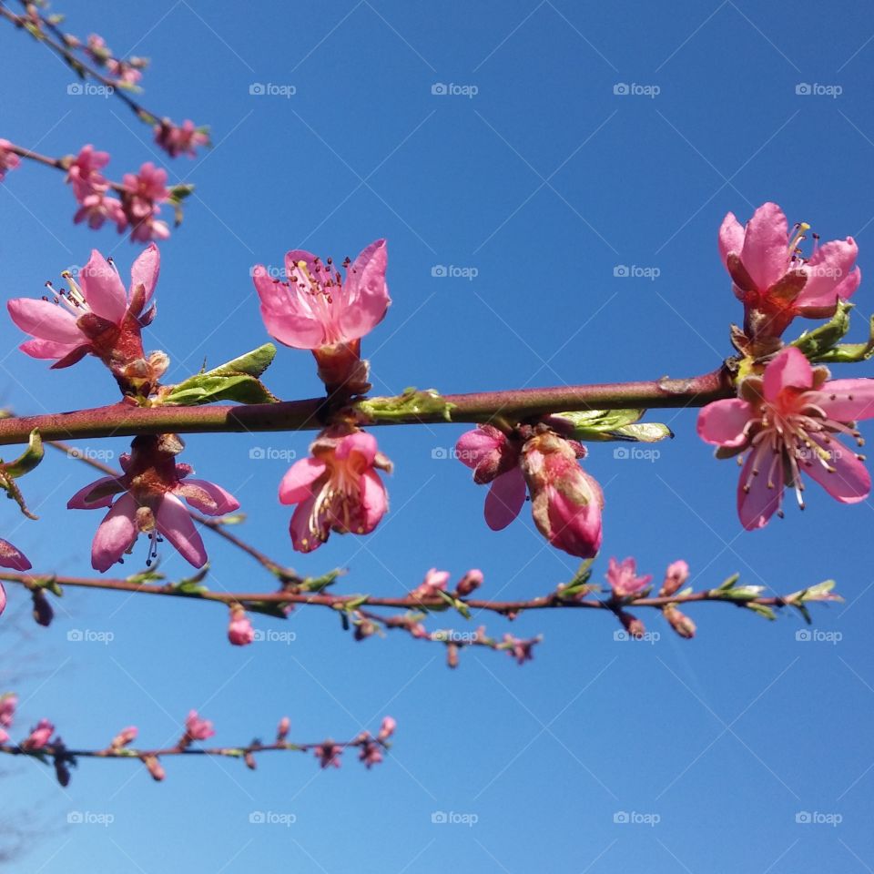 Flower of peach tree