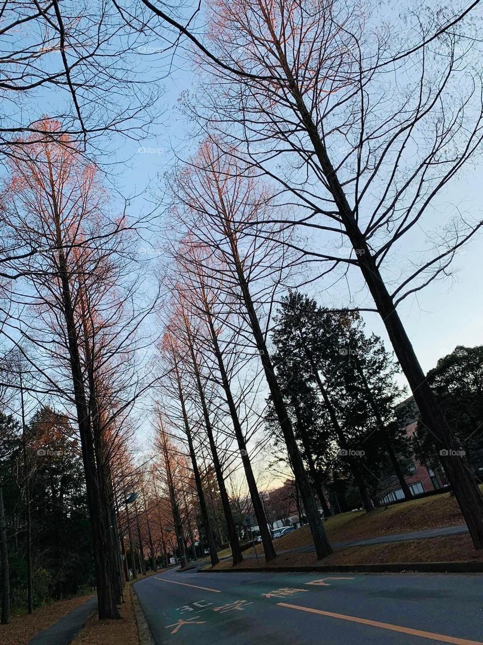 Trees and environment