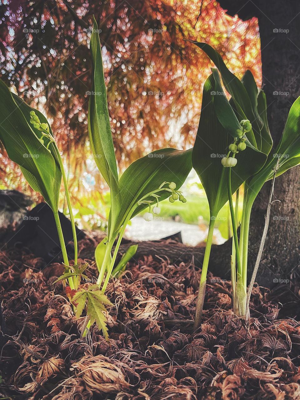 Lily of the Valley beneath my Japanese Maple.. 