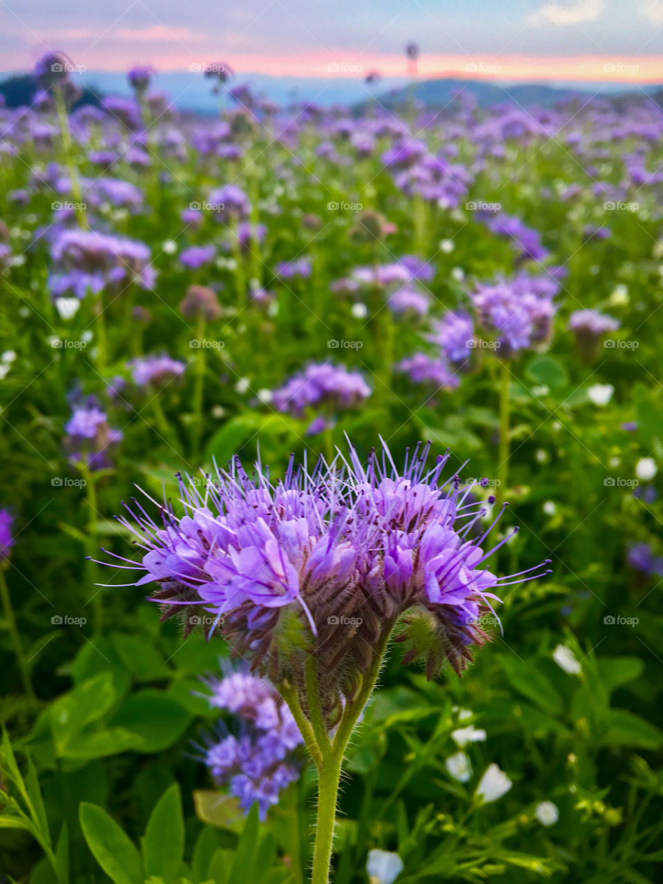 Purple Blooming Field  at Sunset 