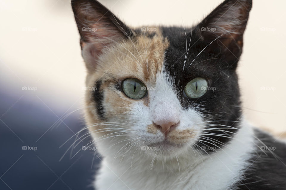 Portrait for beauty kitty 