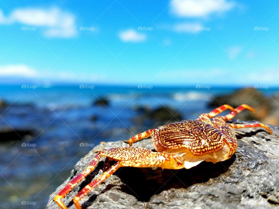 Close-up of crab on rock