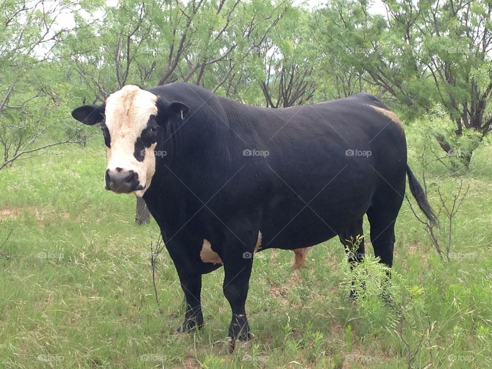 A bunch of bull. Bull in a field
