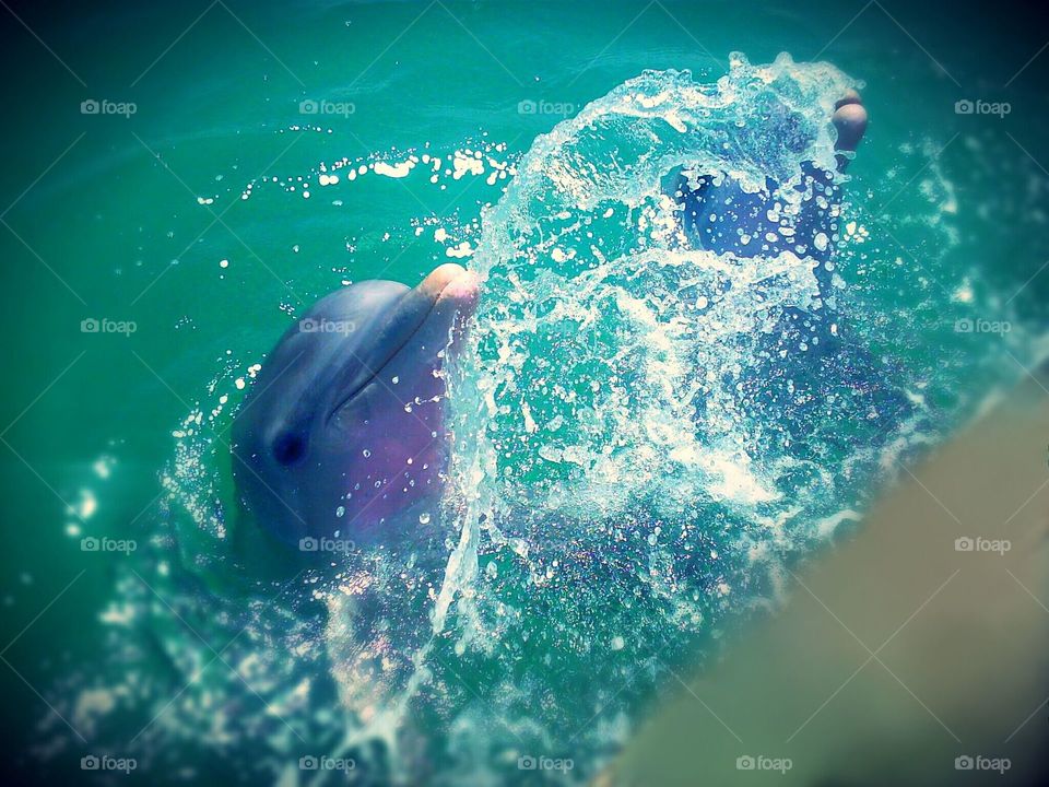 Dolphins in the Bahamas Playing in the ocean. squirting water out of their mouths.  Awesome experience.