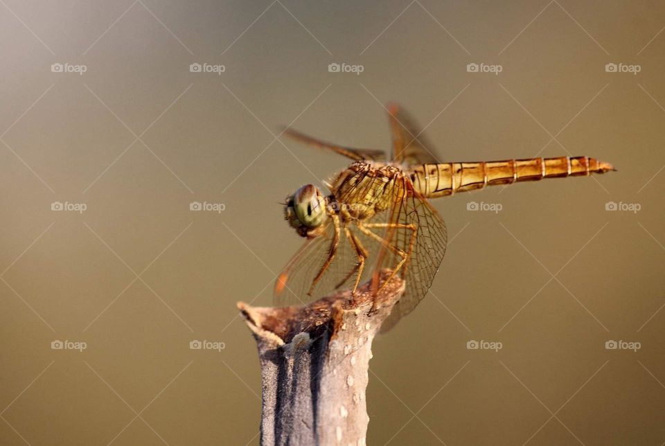 Ditch jewel. Female, short, fat dragonfly from the member of Libellulidae. Yellow's coloured character and that's top appendage looks for short (cercus). Fly and surround the lake and perch at the top of wood's cutting result.