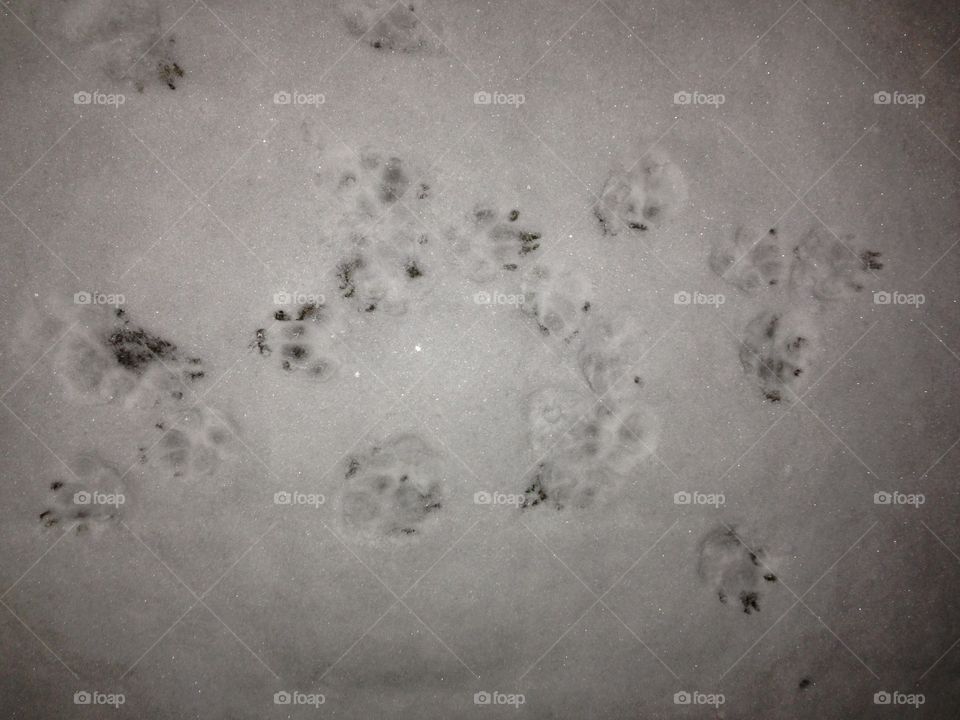 Footprints in snow 